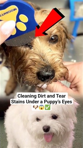 Cleaning Dirt and Tear Stains Under a Puppy’s Eyes #PuppyCare #DogGrooming #PetCare #PuppyHygiene