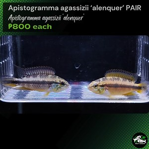 APISTOGRAMMAAGASSIZII 'ALENQUER' | Got Fish