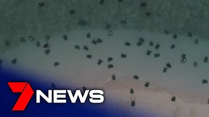 Incredible video has been released of 64,000 turtles swimming around Raine Island at the tip of the Great Barrier Reef. A Sunshine Coast researcher says drones have allowed him to more accurately survey the world's largest green turtle nesting site. "The Raine Island green turtle population is a unique genetic stock and comes from as far field as Indonesia, Papua New Guinea, Vanuata, but the bulk come from up around the Torres Strait" - Dr Andrew Dunstan. More: https://7news.link/30mNDF5 #7NEWS 