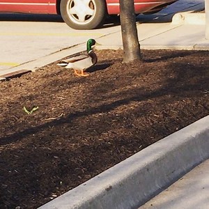 Welcome the library's newest parking lot attendants! A pair of ducks have taken up residence in our parking lot, a male and a female. 🦆What should we name them? Bonus points for book-related names! 📚 | Allen County Public Library