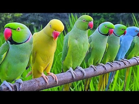 Ringneck Parrot Sound Video। talking parrot video USA।#talkingparrot #cuteanimals #greenparrot