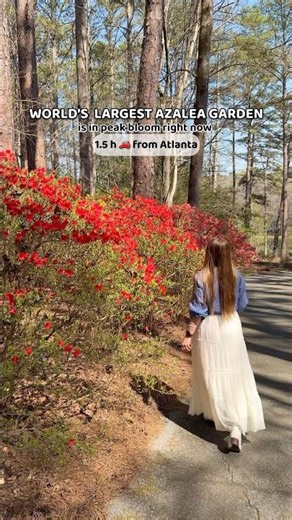 Azalea season in Georgia is here and it’s stunning 🌺