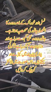 292 reactions | Milk Production Of Animals #MilkProduction #milk #doctorsveterinaryclinic #dairyfarming #animalbreeding #drmuhammadshahid | Muhammad Shahid | Facebook