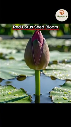 Watch This Red Lotus Seed Bloom in 8 Seconds – Nature’s Silent Miracle