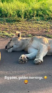 She greets the morning the way only a lioness can—calm, confident, and completely in her power. ☀️ The first light warms her fur, her big paws stretched into the earth that knows her strength. No rush, no noise—just the quiet reminder that power doesn’t always roar. Sometimes, it simply rests, soaking in the sun, ready for whatever the day brings. Would you rather start your mornings slow like this, or full speed? 🦁✨ #Lioness #WildlifeLovers #NatureReels #BigCats #WildlifePhotography | Nyala- L