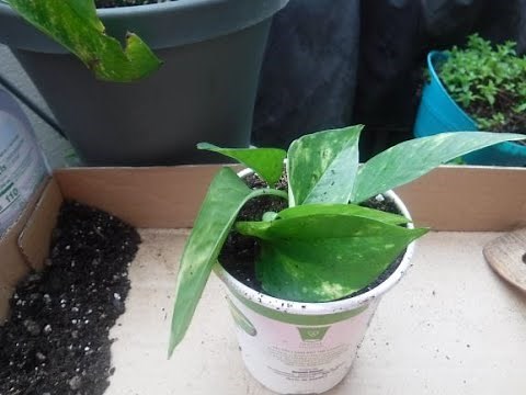 House Plants that love COFFEE grounds#2🌷 HOW I used COFFEE grounds to FERTILIZE my PLANTS🍃COVID19👎🏿