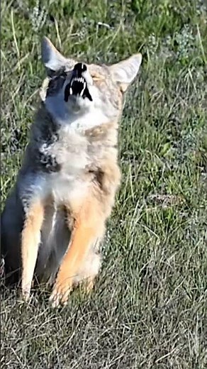 The Great Outdoors Challenge – Fox Hunt