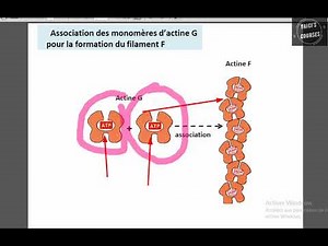 Les microfilaments fins d'actine