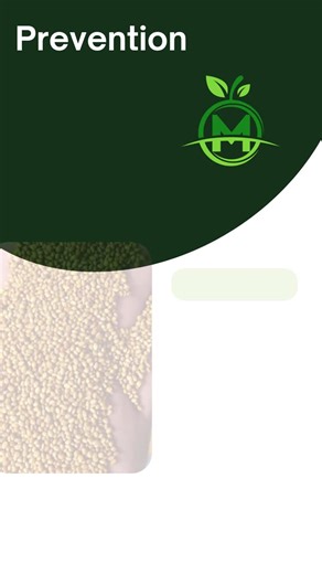 How to Grow Healthy Clover: Tips and Best Practices | Dr-Mahdy Foundation posted on the topic | LinkedIn