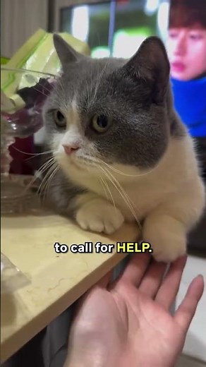 5 Times Cats Saved Lives 🐱🔥 #catfacts #cuddlesmeow