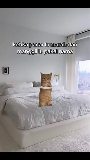Kucing Melet Meme: Kok Ndak Pakai Sayang?