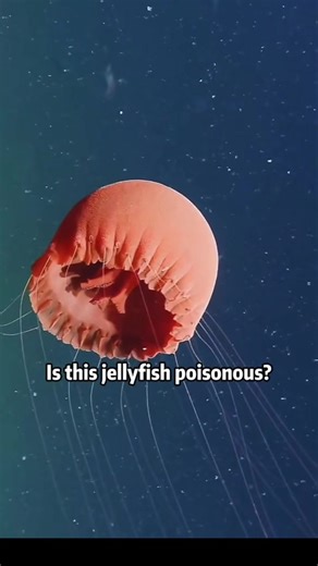 Neiro's Latest Geometry Dash Memes