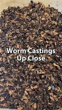 Worm Farming For Beginners | Worm Castings Up Close #vermicomposting