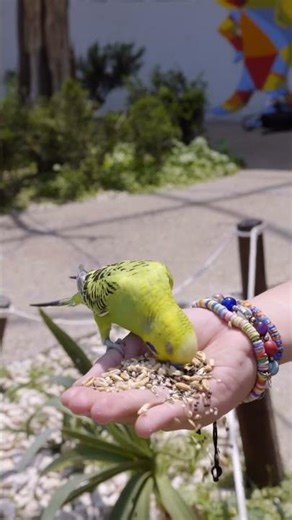 How to Attract Beautiful Birds with the Perfect Bird Feeder Birds2Fly Exclusive Guide