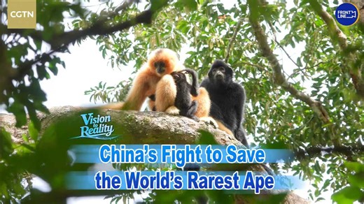 China's fight to save the world's rarest ape Over the past five years, China's national park system has become a pillar of its ecological strategy, and one of its most notable successes is the recovery of the critically endangered Hainan gibbon. #VisiontoReality #environment #climatechange #greenforall | CGTN Frontline