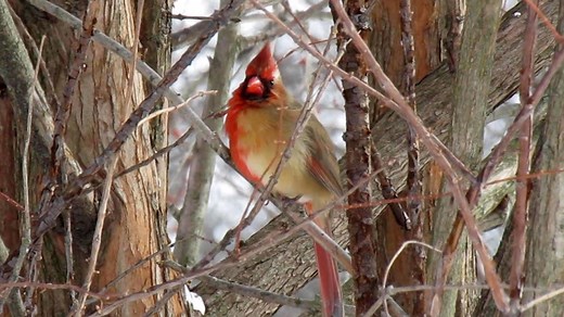 6.7M views · 9.2K reactions | A rare half-male, half-female cardinal—an example of a phenomenon called gynandromorphy—was spotted in Pennsylvania. | National Geographic History | Facebook