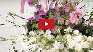 Encore Azalea Color Combinations (A Guide) | Encore Azalea