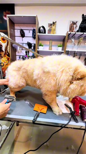 Chow Chow Dog Grooming Tips