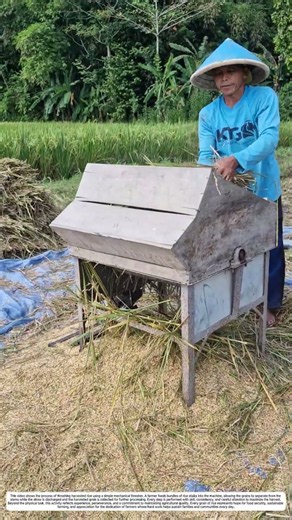 Rice Threshing: How a Thresher Transforms Harvested Rice Stalks into Grain