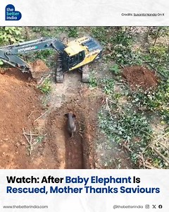 24K views · 203 reactions | In Deogarh, a baby elephant found himself...