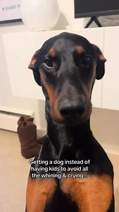 Instead of whining and crying i got whining and crying… but in a cute way 😋🙃🥰 #dogcomedy #doberman #funnydog #dogproblems | honkifyoulovemydog
