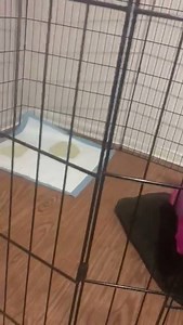 114K views · 1K reactions | When this pup's dad came home from his deployment of 9+ months - it was all wiggle butts and wet kisses. Thank you Dayna R. for sharing such an amazing moment with us! | iHeartDogs | Facebook