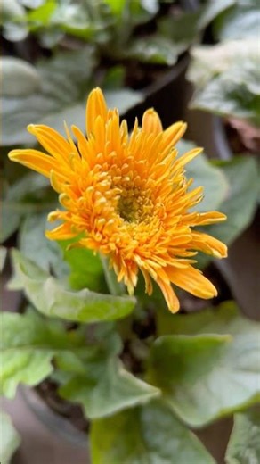 ✨ “Mesmerizing Gerbera Daisy Close Look | Nature’s Vibrant Colors” #daisy #flowerbloom #flowers