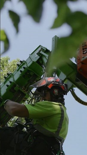 Tree removal with a Merlo Roto 50.35 S Plus #treework #arborist #treeremoval #tree #shorts