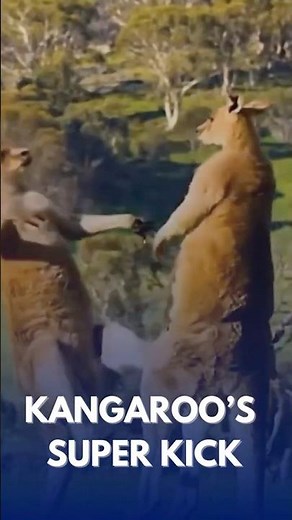 Kangaroo’s Super Kick Power! 🦘💥