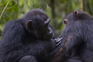 Chimpanzees Perform First Aid on Each Other, Study Finds, and It May Shed Light on the Evolution of Human Health Care