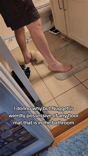 Anyone else have a ferret that is oddly perceptive of wierd things?! 🌶🍗💨 . Exclusive Videos on our Patreon! 💖 credit: @fuffyferrets . #Ferrets #nuggettheferret #vvaffles #cheepgoyeet #mochitheferret | Ferret Love Shop