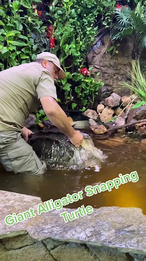 Snapping Turtles are believed to live the longest more than any other turtle🐢 They are amazing fishermen! They even have a lure in their mouth😱 #wow #alligatorsnappinturtles #alligatorsnapper #livingthedream