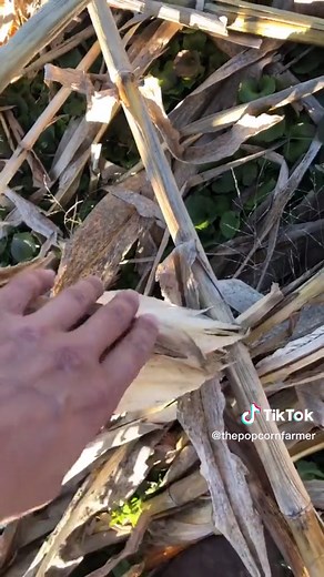 Exploring Popcorn Plants: A Fascinating Journey