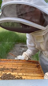 46K views · 844 reactions | I went out to open some of my hives today to see how honey production is coming along  So far they’re working hard!  | Michelle Wright WTAE | Facebook