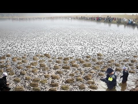 Australia Released Ants to Kill the World’s Most Poisonous Animal — The Results Shocked Scientists