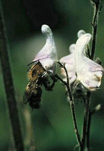 Bombus consobrinus - Alchetron, The Free Social Encyclopedia