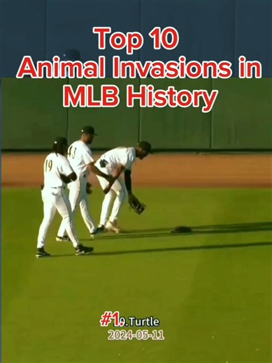 Top 10 Animal Invasions in MLB History #baseball #mlb #mlbhighlights (MLB BASEBALL EDITS HIGHLIGHT)