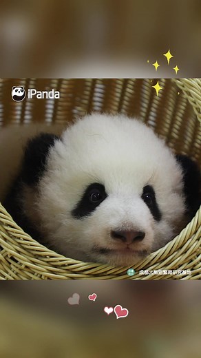 In case you miss the cutest moment of Chengdu Egg Pancake when he was a little boy... #HiPanda #panda #PandaFun #animal #cute