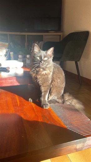 Always late but yk… chat #cat #kitty #chat #love