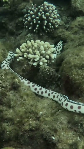 Leopard Snake Eel Hunting Between Coral Heads 🐍🐠🎯