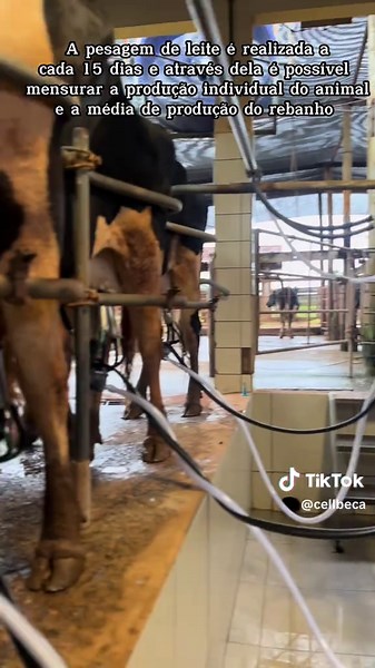 Acompanhe a manhã de uma zootecnista em formação trabalhando com aquilo que ama #zootecnia #producaodeleite #gadodeleite #leite #vaca #CapCut