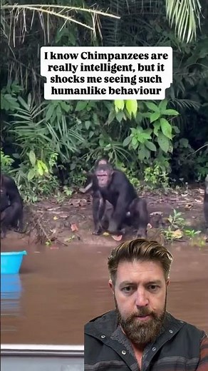 Wildlife Biologist Reacts To Chimpanzees Acting Like Humans