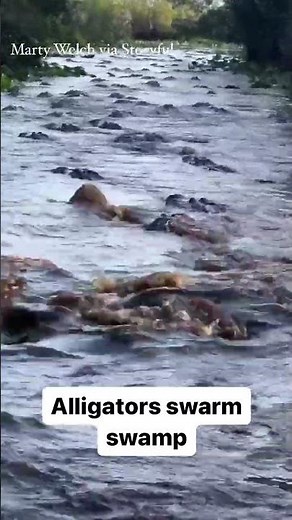 Alligators swarm swamp in Georgia state park