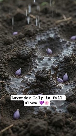 Lavender Lily Bloom 🌸💜 | Stunning Purple Lily Flower #Shorts #gardening #bloom