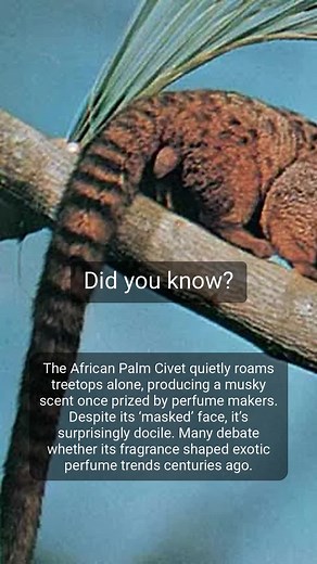 Discover Fascinating Facts About the African Palm Civet