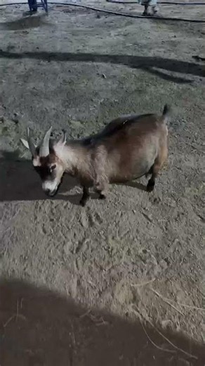 pregnant pygmy goat