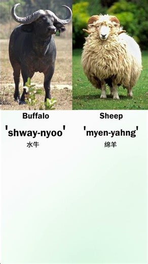 Names of domestic animals in Mandarin Language. #mandarinlearning
