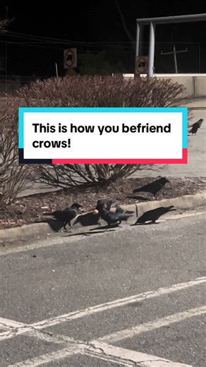 Befriending Crows: A Unique Approach with Eggs