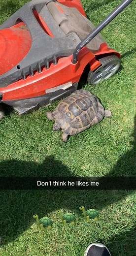 #fyp #funny #viral #tortoise