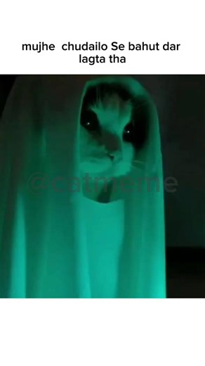 chudail ❌ bhul bhulaiya ✅ #cat #tweetreels #catmemes #memes#asthetic#catmeme #sadquotes#viralvideos